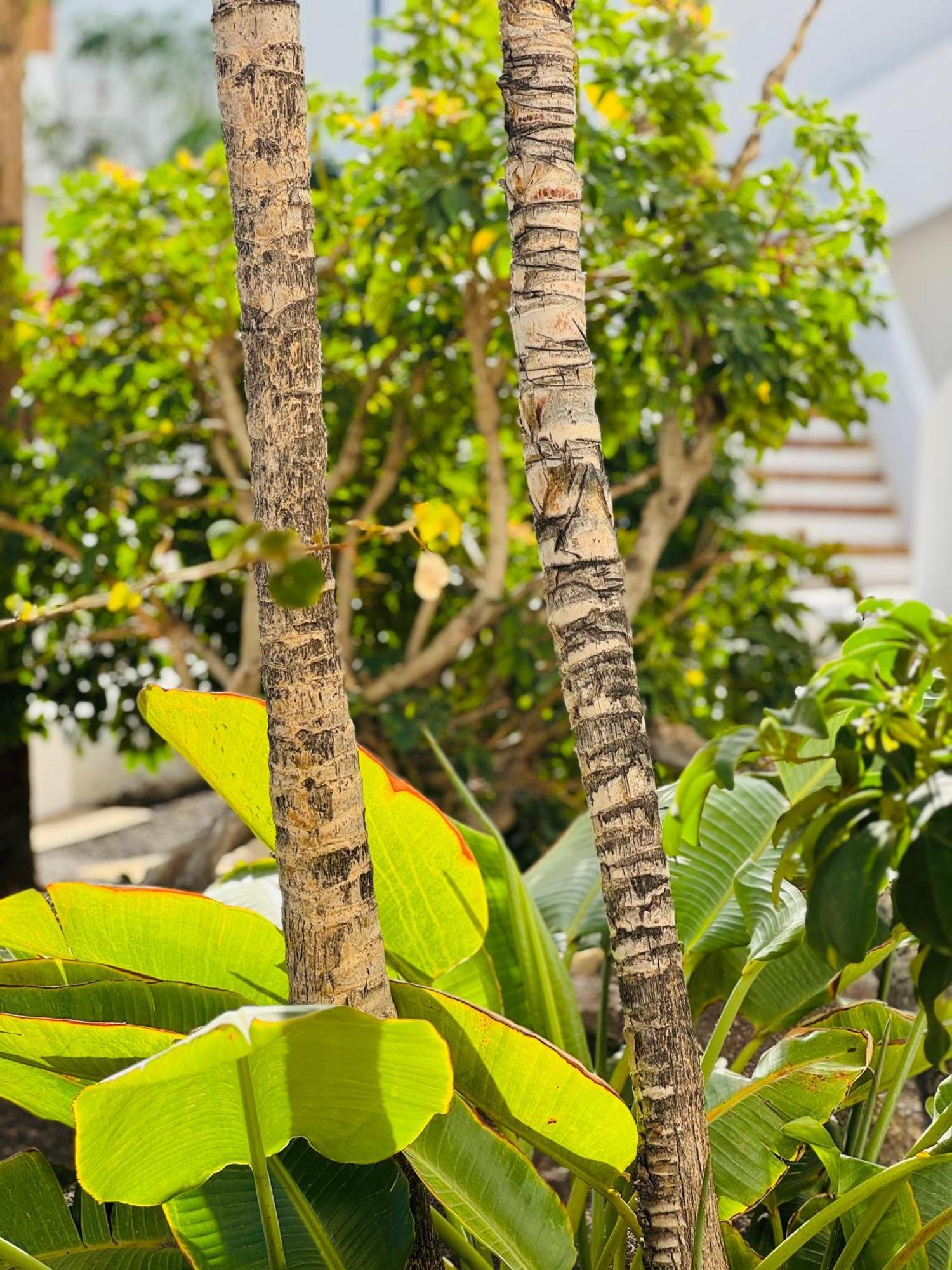 Garden City Private Apartment Costa Adeje Playa Feñabe Exterior foto